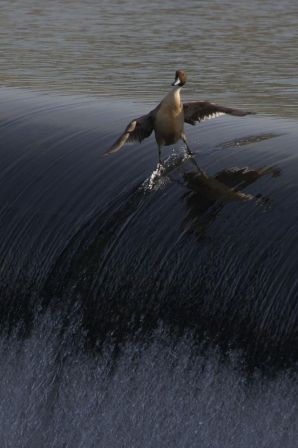 oiseau_surfeur.jpg