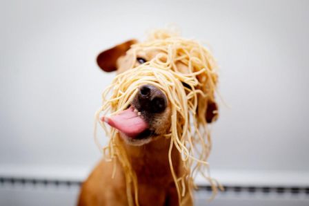 biorussia__chien__spaghetti.jpg