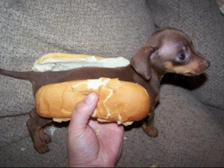 hot-dog_petit_chien__Elisa.jpg