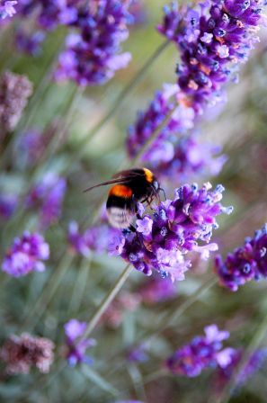 abeille_et_fleur_violette.jpg