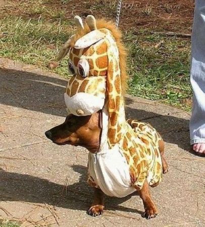 Ben__le_chien_a_la_girafe.jpg