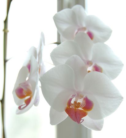 Orchidee_blanche__KoS_commons.wikimedia.jpg