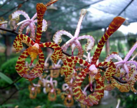 Orchidees_pantheres_Vietnam__Dinkum.jpg