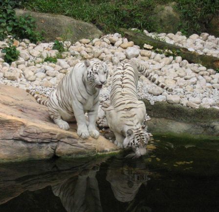 Shuan_Lo_-White_tigers_drinking.jpg