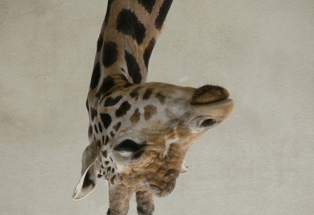 60CWBayral_girafe__zoo_Lyon_994.gif